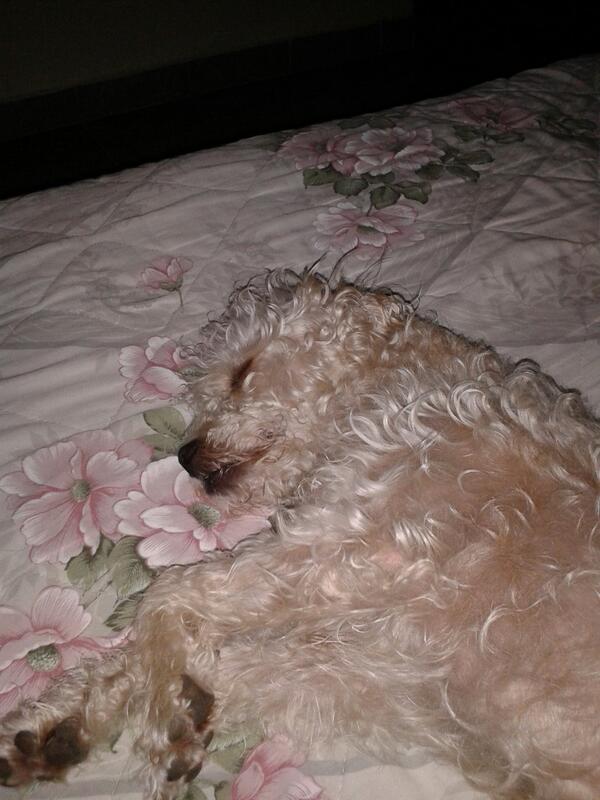 pamepsp's tweet photo. Pobre tiene mucho sueño http://t.co/bXGXKCSIL3