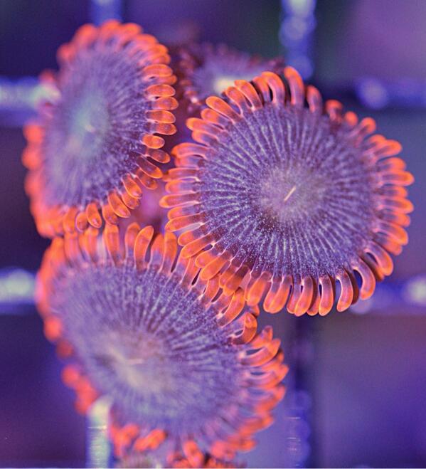 BMFcorals's tweet photo. New auctions up on eBay. Check them out. http://t.co/8BZVHmfobc #coral #reef #frags #zoanthids #favia #rainbow#acan http://t.co/V57N7VIQam