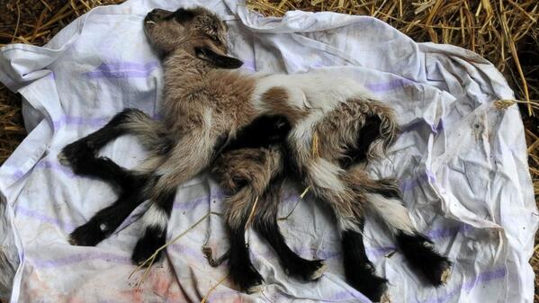 ABC's tweet photo. "Octogoat" http://t.co/qtK13cPqyx http://t.co/NlPDQnqTZ5