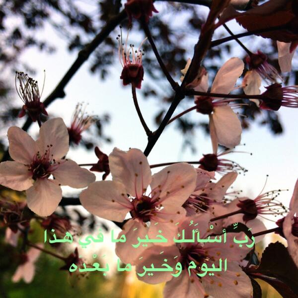 Tlooy tweet picture