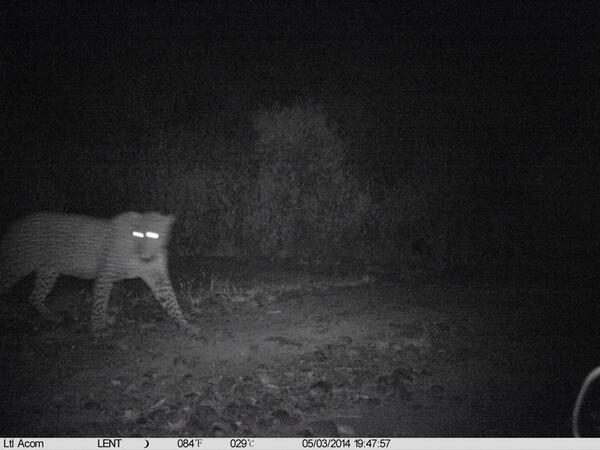Two nights, three different leopards caught on camera... All this on the entrance road to the lodge! #paradise