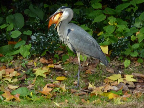 alanpattison's tweet photo. Grey heron fishing on the New River in Islington http://t.co/O41q0YB6MH