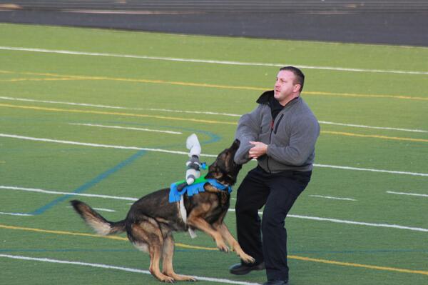 K9Trials2014's tweet photo. Criminal Apprehension exercise @BrooklynPark @K9Trials2014 #uspolicecanineassociation http://t.co/UFiRLPeGQL