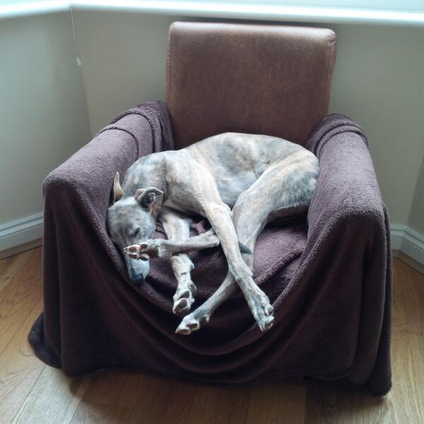 DLurcher's tweet image. @diane_tablet @FiggysWorld @samsBellabob @jules_rathbone @TheWhippetHotel @milesclan And me x