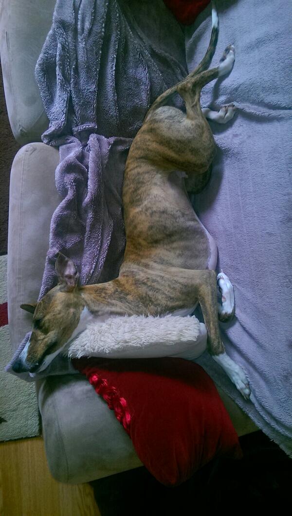 BourbonTheGorm's tweet image. Testing out some new sleeping angles this morning. It's raining today so might spend all day on the sofa.