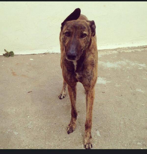 GreyhoundGap's tweet image. We need to get this fella from the pound near Hull to our kennels in Stoke. Can you help?