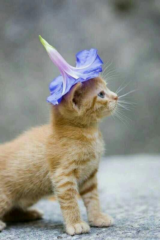 NalusSuperStar's tweet photo. Siempre he sido una princesita ♡ http://t.co/bMnPVdU2tP