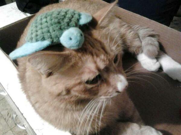 Tinncat's tweet photo. @BarnabasKitten @karen_hackett @kokotheturtle @3phibotticelli @RealFelixTheCat @TheRealSmokie #shellhat http://t.co/t0n91YXzRg
