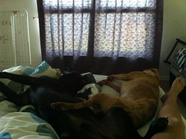 junefladborg's tweet image. Was very hard to get out of bed this morning #sleppydoggies #lotsofexercise