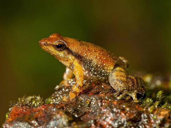 Independent's tweet image. 14 news species of dancing frogs have been discovered... and are about to become extinct ind.pn/1kR5jcs