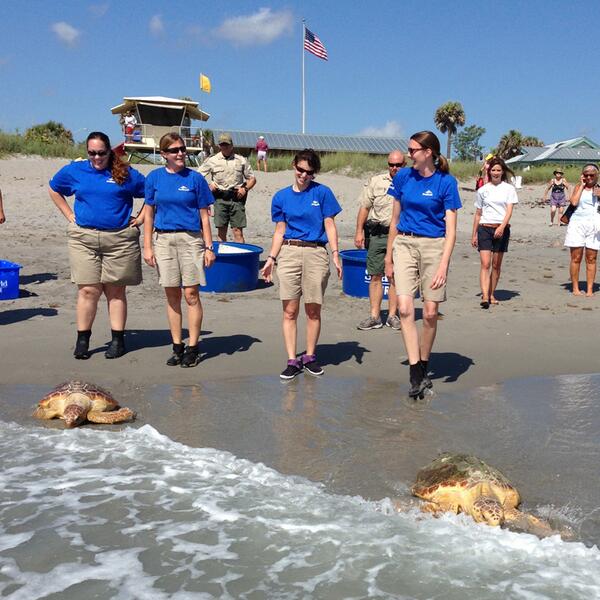 SeaWorldMommy's tweet photo. Thanks @SeaWorld! The rescue team returned 3 loggerheads to Hobe Sound, &amp; then a green sea turtle to Sebastian Inlet. http://t.co/gvd6LTU625
