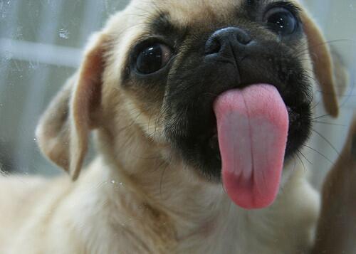 AniPeques's tweet photo. http://t.co/Htm8RtNTSu