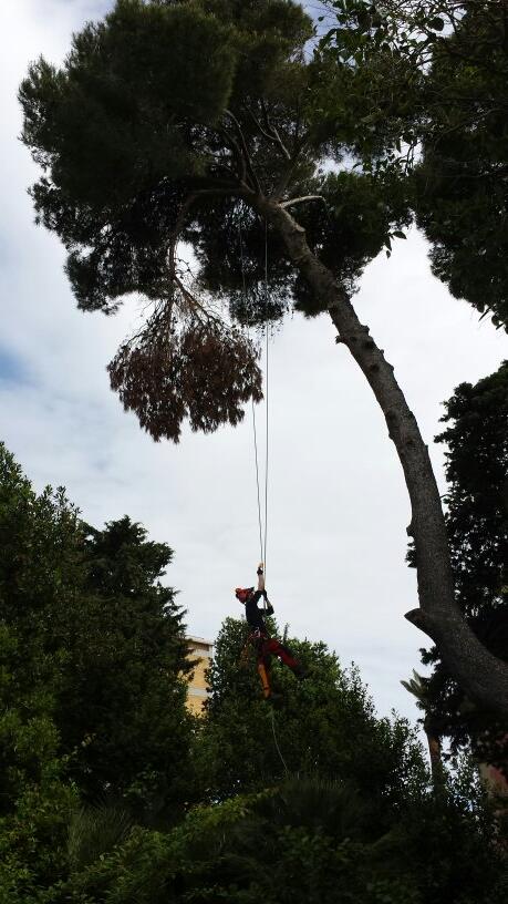 TreeClimbingVT's tweet image. Pronto intervento!!!