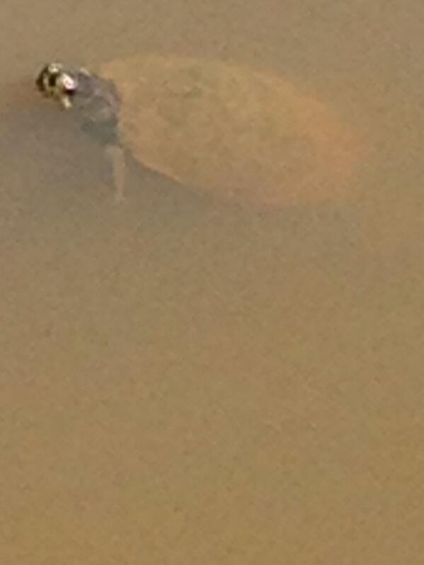 daringantt's tweet photo. Another sign! #hungryturtle Clearly, this signifies they're drafting post-injury Kris Jenkins. #WhatDoesItMean http://t.co/Wnqx1qXSP2
