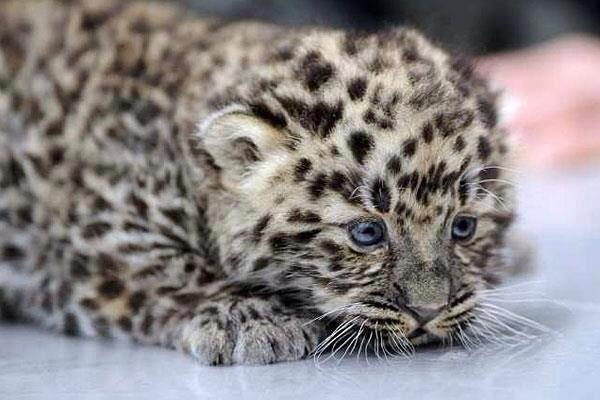 Sólo 30 leopardos de Amur se quedan en el mundo.