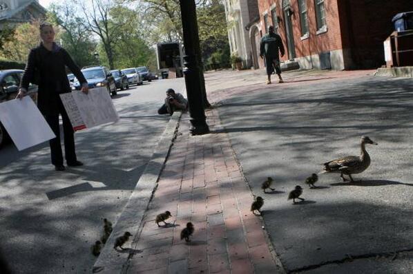 projo's tweet image. #Providence, @BrownUniversity make way for #scilibducklings providencejournal.com/breaking-news/…