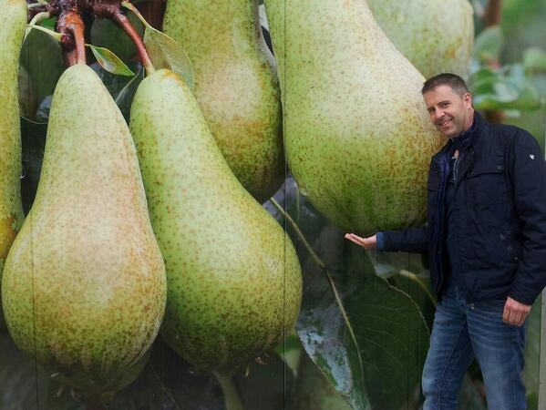 alliancefruit's tweet photo. Fertigeren geeft dikke peren! http://t.co/4xicqE8hi8