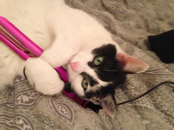 LaNovak's tweet image. Kittens for @FHI_Heat  #TechniqueIron #selfie4FHIHEAT #CosmoBeautyAwards #PetSelfie