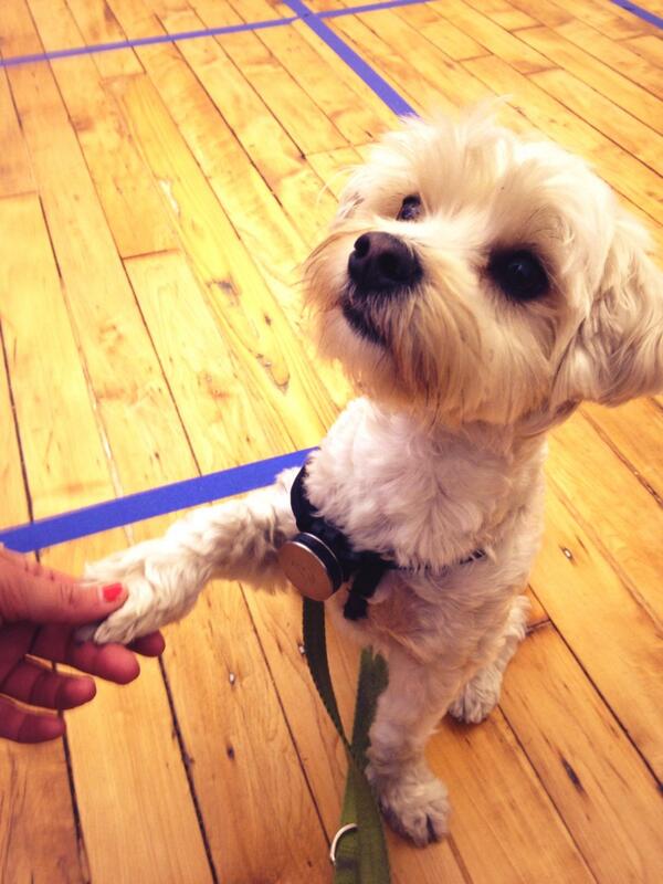 Hukkster's tweet image. We&apos;re so excited to have @franklinpup in the office rocking his whistle! cc @WhistleLabs #techpup