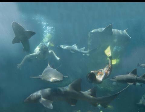 Te has imaginado snorkelear rodeado de tiburones?? #Arriesgate,vive&amp;disfruta