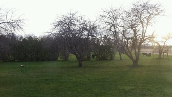 Dawn_Howe's tweet image. Love our morning view. 
#firstspring
#newhouse
@howecattle 
@kaliihowee 
@LemonadeHowe