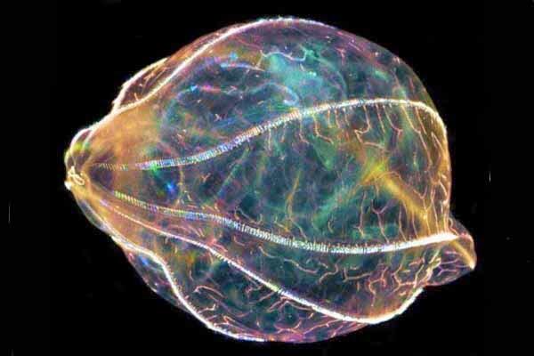 Bu buluş dünyayı değiştirebilir! haberuzay.com/2014/05/deniz-…