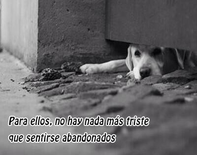 AnimalPlanetPic's tweet photo. “Para ellos, no hay nada más triste que sentirse abandonados”. http://t.co/adAhqmfCmg