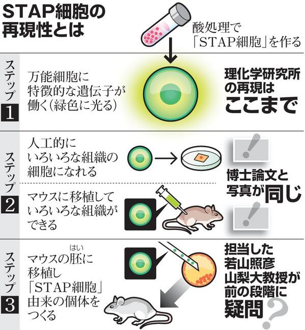 ɷ く寿し En Twitter ハムスター速報 Stap小保方の実験ノートを見た九州大学教授 実験ノートではなく落書きのレベル Http T Co Mlt2g32a5a ここで 画像の内容の真偽は知らないけどわかりやすいと思った画像を1枚あらためてぺたり Http T Co Mvw6cuduhj