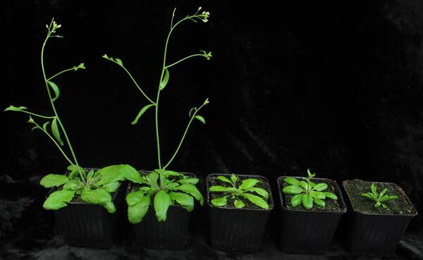 Arabidopsis thaliana is a small flowering plant that is widely used as a model organism in plant biology...