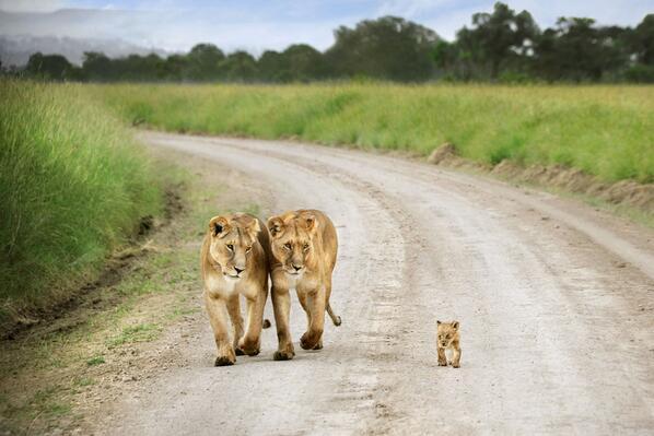 rybotics's tweet photo. Baby Lion Proud Walk. http://t.co/eFsXD90azu