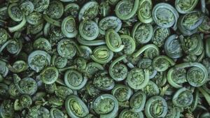 danbdan81's tweet photo. Fiddlehead season delayed by harsh winter, spring flooding: http://t.co/WyCqJogk0z http://t.co/WsZGd9Xtfn”@fbannaty @JoesArmstrongs