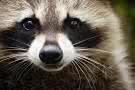 rakswill tweet picture