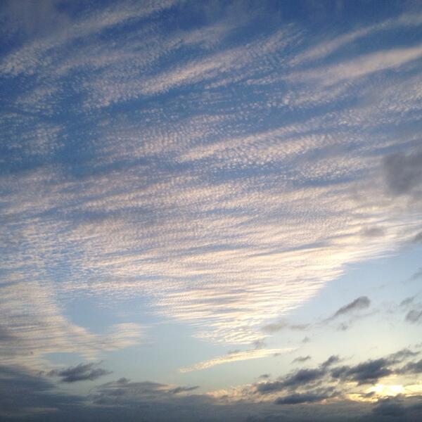 Maya Campbell tweet media