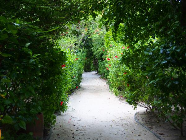 Sand path with Green tunnel 
#Zeavolaholiday #Phiphiislandvacation #Romaticgateaway #Weddingonthebeach #Quitevacation