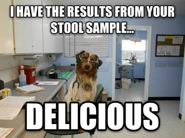 oxidyLOLs's tweet image. I have the results from your stool sample… #dogmeme #delicious #stoolsample #austinpowers