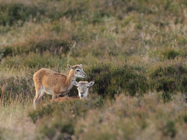 Wil jij ook eens wild spotten? Ga mee op onze wildsafari op 23 mei! bit.ly/1hBPyFi Foto: Hans Drijer #safari