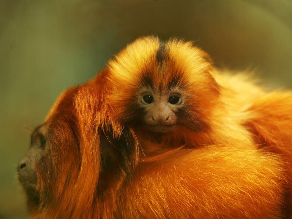 Zooparc De Beauval Bonjour Bebe Tamarin Lion Dore Ne Le 21 Mars A Zoobeauval 1 Parmi Les 450 Naissances Attendues Cette Annee Http T Co Xr6nvyzv7m Zooparc De Beauval Bonjour Bebe Tamarin Lion Dore Ne Le 21 Mars A Zoobeauval 1 Parmi Les 450 Naissances Attendues Cette Annee Http T Co Xr6nvyzv7m