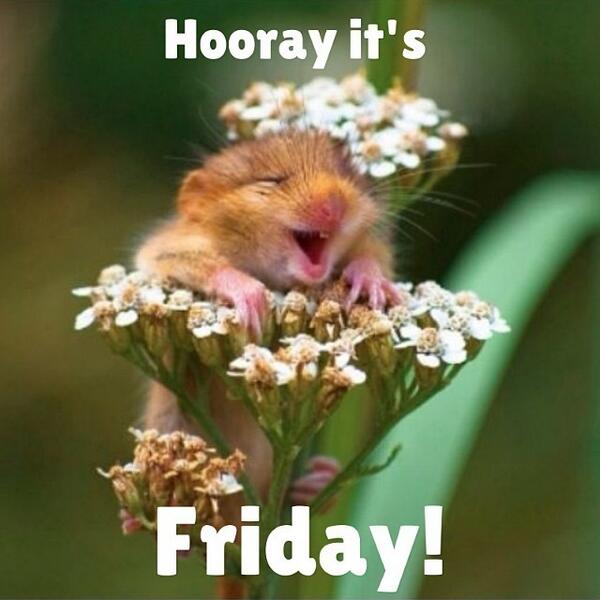 Happy Friday everyone! - Isobel #linkhumans #lifeatlinkhumans
