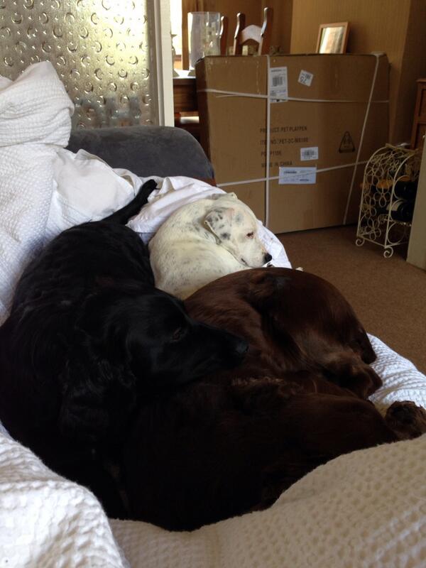 C1arrie's tweet photo. ❤️ These pups looking after me whilst I'm feeling #poorly http://t.co/w0TFjLWHtg