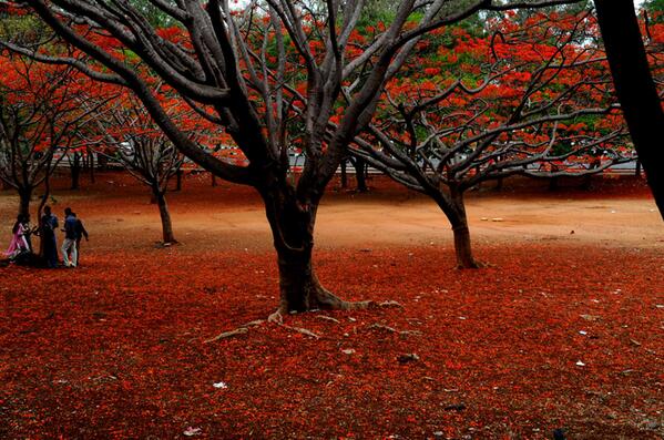 Sairee's tweet photo. #Love MT @DanHusain @NinaSridharan @Bangaloremirror: S Eshwar captures a carpet of gulmohar at #BangaloreUniversity  http://t.co/AWLIRG7Iek