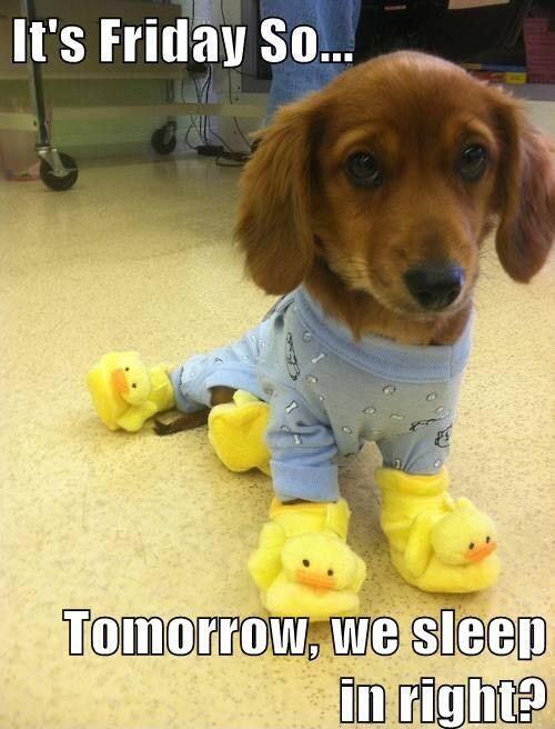 Image result for dachshunds TGIF