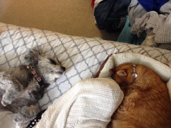 RhianneCha's tweet photo. A typical morning for me starts with cuddles with my fur babies! #inspiredbypets #canadapetm http://t.co/XFSXp5bioG