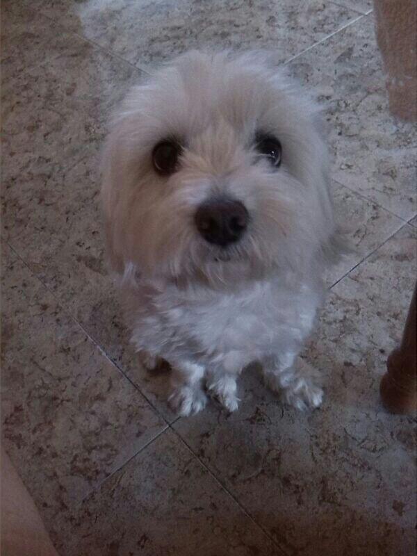 nikaxika31's tweet photo. "@mariqsd: Mii guuapaa! :) http://t.co/5ztmDgRpwa"