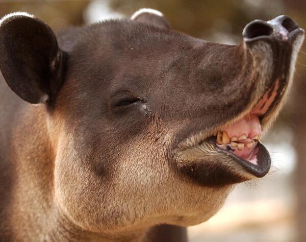 Ugly Animals on Twitter: Ugly Animals on Twitter: