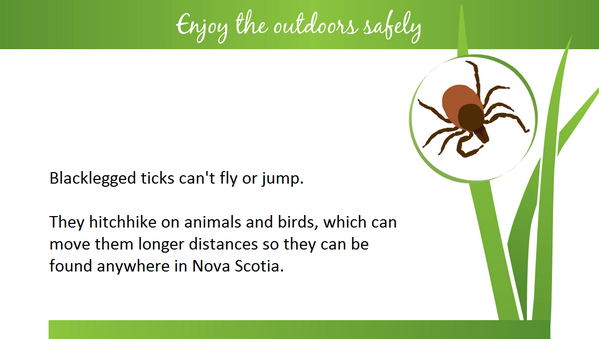 nshealth's tweet photo. Can ticks run, jump, fly or swim? http://t.co/BNGA87KOc6