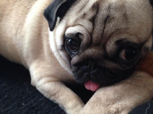 Roo the Pug tweet media