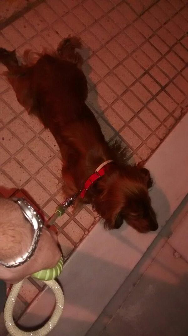 manolin_n's tweet photo. El perro alfombra de @mariadelmarrios http://t.co/sNb9ChZfTG