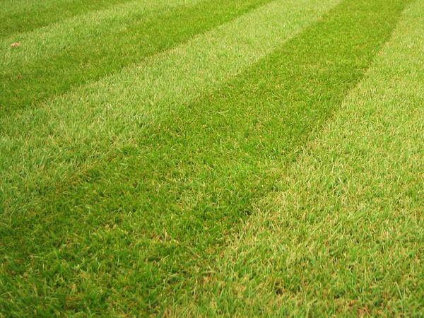DJTurfcare's tweet photo. MO BACTER sales at garden centres proving runaway success as weather warms up #lawnmoss http://t.co/E0Snqdk8F4  http://t.co/jyC8BRK1YT