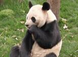 ASÍ ES CHINA 05/09/2014 El panda Xiongbang busca pareja cctv.cntv.cn/2014/05/09/VID…