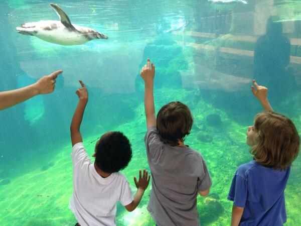 MPHsupport's tweet image. Playful penguins at the zoo!@MPHgrade1